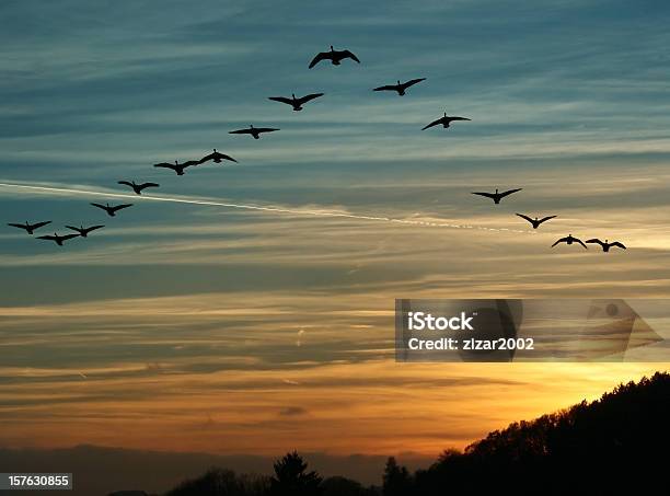 Bird Migration At Sunset Stock Photo - Download Image Now - Goose - Bird, Bird, Birds Flying in V-Formation