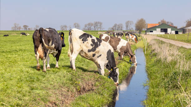 mucche acqua potabile, un torrente in un campo, un fossato, scène agricolo di mungitore rurale - milker foto e immagini stock