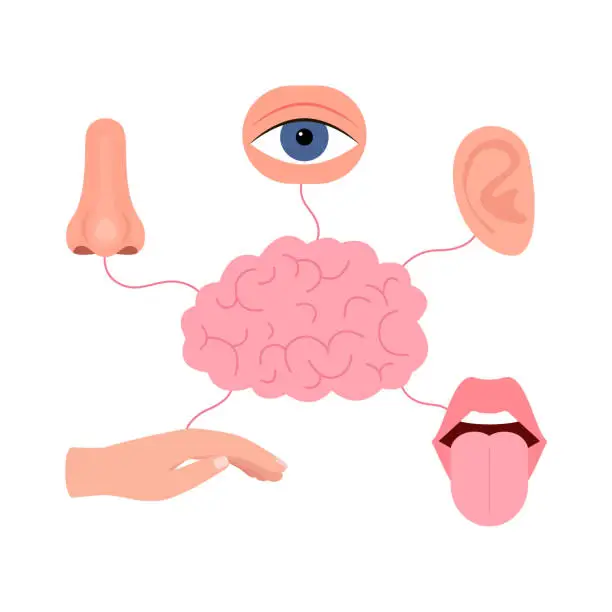 Vector illustration of Brain connection with five human senses, hearing, vision, smell, taste, touch. Signal between brain and ear, eye, nose, mouth with tongue, hand. Human sense organs set. Vector