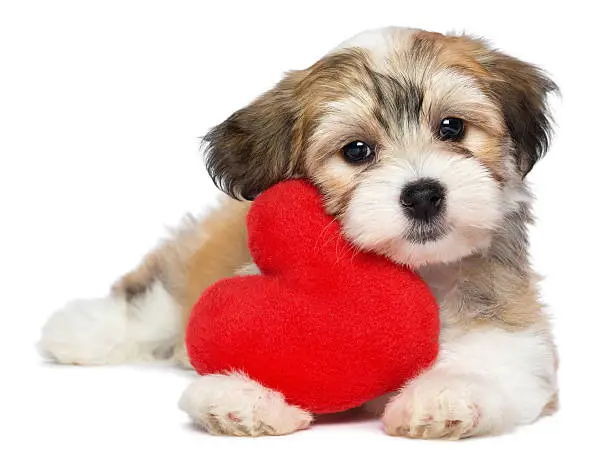 Photo of Havanese puppy clutching a red heart-shaped plush toy