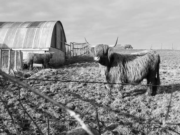 istock A highland cow in a field in Cumbria 1576322728