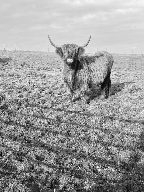 istock A highland cow in a field in Cumbria 1576323264