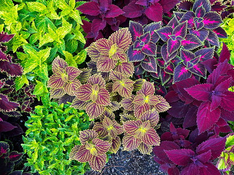 Varieties of coleus plants