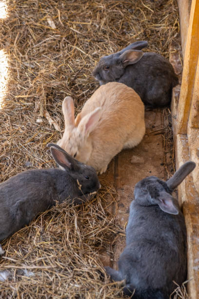 istock Different fluffy rabbits in the paddock lie resting and eating from 1576344619
