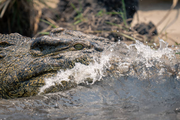 istock Close-up of wave breaking on Nile crocodile 1576350098