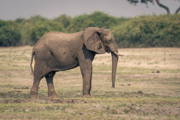 istock Female African bush elephant stands on floodplain 1576351220