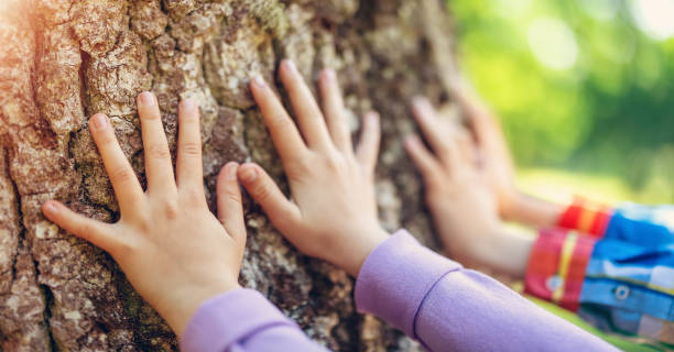 istock Children's hands touching tree trunk in the natural park. 1576351437