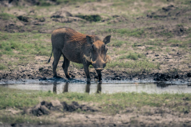 istock Female common warthog stands staring by waterhole 1576353511