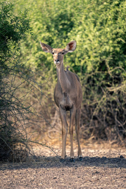 istock Female greater kudu stands by shady bush 1576354064