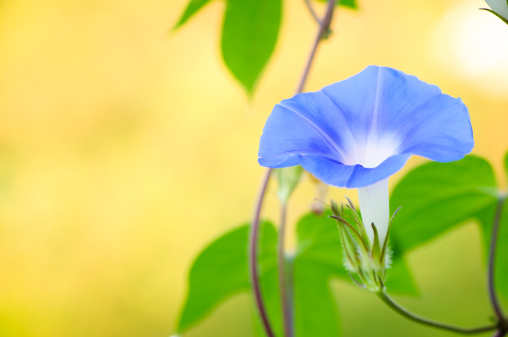 Blue butterfly pea flower in garden with green leaves on blurred background.