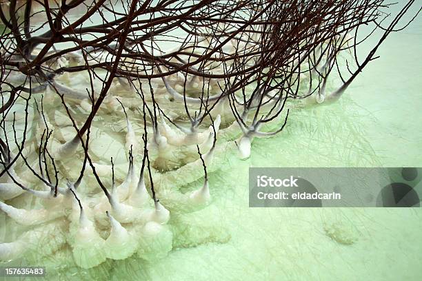 Withered Bush In Dead Sea Stock Photo - Download Image Now - Dead Sea, Beauty In Nature, Branch - Plant Part