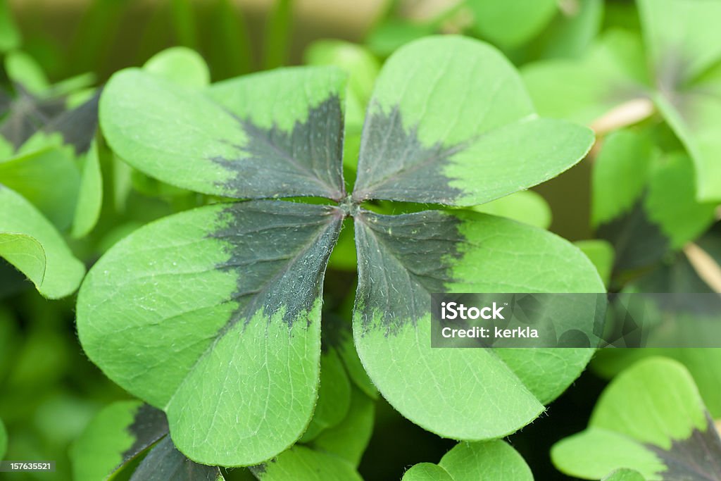 clovers de cuatro hojas en un encapsulado - Foto de stock de Aire libre libre de derechos