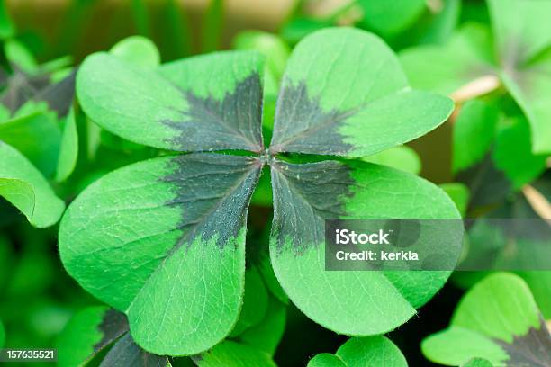 Clovers De Cuatro Hojas En Un Encapsulado Foto de stock y más banco de imágenes de Aire libre - Aire libre, Color - Tipo de imagen, Cultura irlandesa