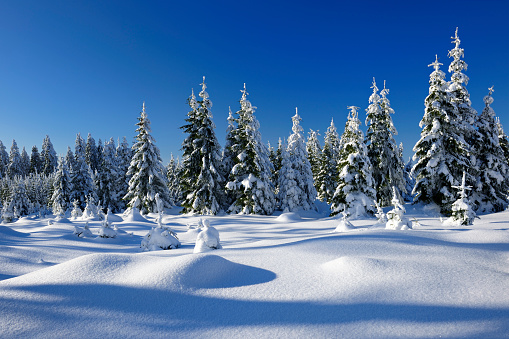 Winter Landscape with spruce tree forest covered by snow