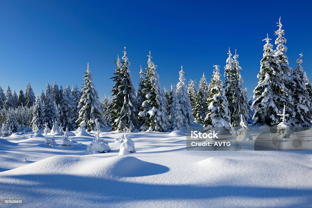 Wild Winter Landscape with spruce tree forest covered by snow Winter Landscape with spruce tree forest covered by snow Blue Stock Photo