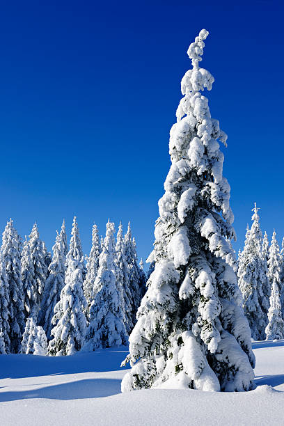 istock Wild Winter Landscape with spruce tree forest covered by snow 157635719