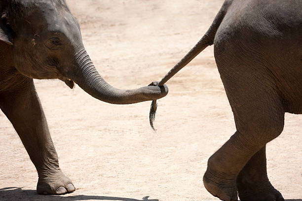 A baby elephant following an older elephant, the baby elephant is holding the tail of the other with it's trunk. Shallow depth of field, focus on the trunk, slight motion blur.