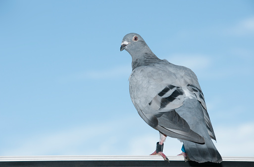 Close up shot of a ringed carrier pigeon with leg-bands, standing on a window frame. Blue sky in the background. Horizontal orientation.  One day this dove stood on my window frame and waited until I got my DSLR. I took several shots and she seemed to like it. Probably she was used to it as a racing pigeon star.