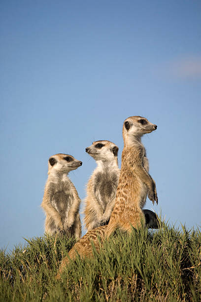 3 meerkats standing sentry with one lower on grassy hillock stock photo