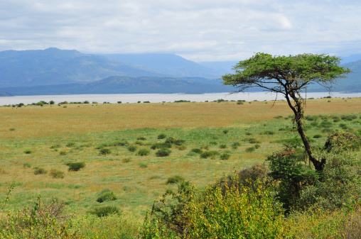 A tree grows in the Rift Valley in Ethiopia's Nechisar National Park.