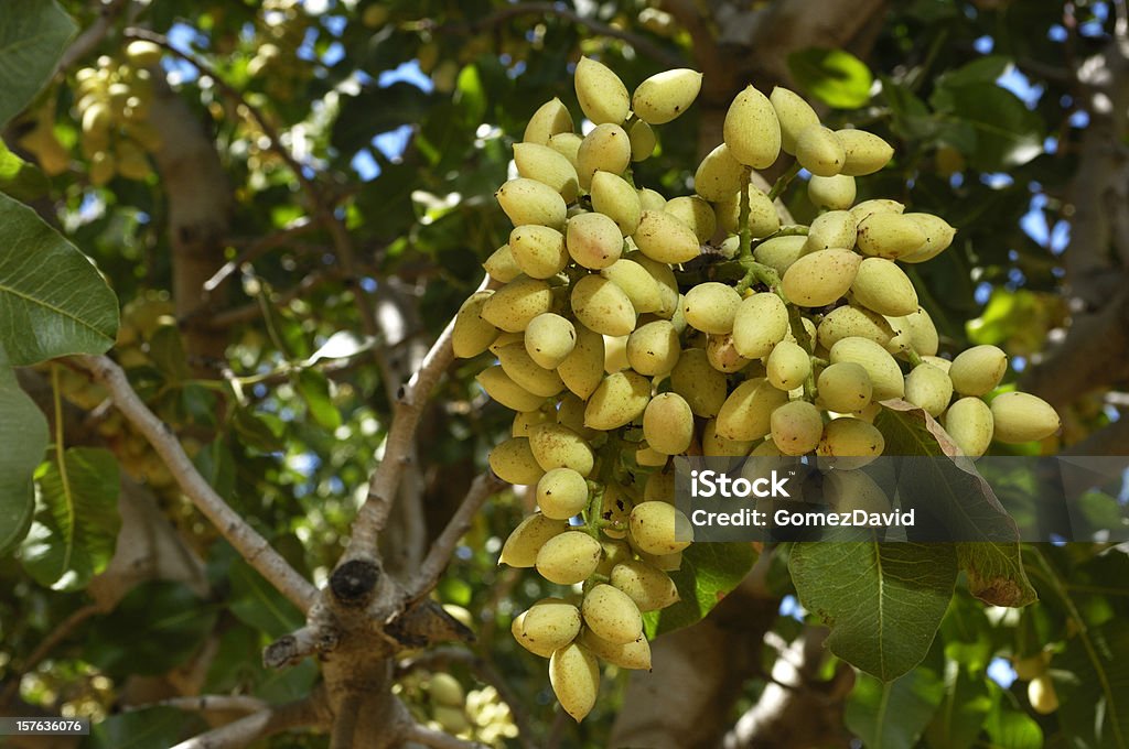 Gros plan de maturité précoce pistache sur Tree - Photo de Pistache libre de droits