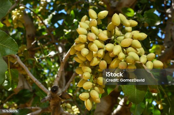 Closeup Di Un Albero Di Pistacchio Maturazione - Fotografie stock e altre immagini di Pistacchio - Albero deciduo - Pistacchio - Albero deciduo, Pistacchio - Noci, Abbondanza