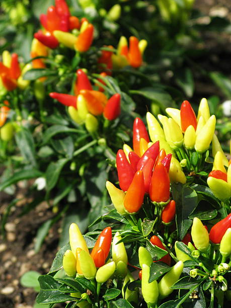 Peppers Ornamental Plant Capsicum anuum 'Explosive Blast' Ornamental Peppers plant. anaheim pepper photos stock pictures, royalty-free photos & images