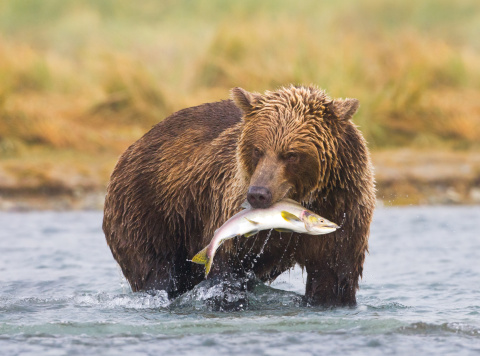 Coastal Brown Bear ( Ursus arctos ) in a river during salmon spawning run  