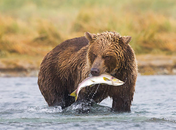 an alaskan brown bear fishing in a river - pembe somon stok fotoğraflar ve resimler