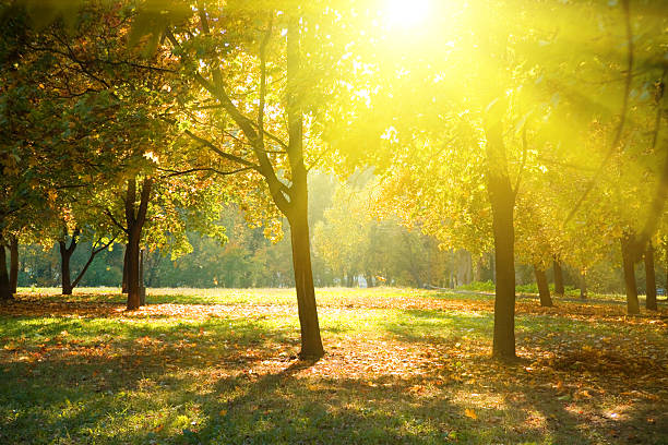 istock Perfect autumnal park 157636103