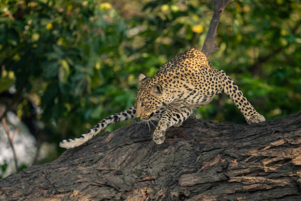 istock Female leopard turns round on tree trunk 1576362240