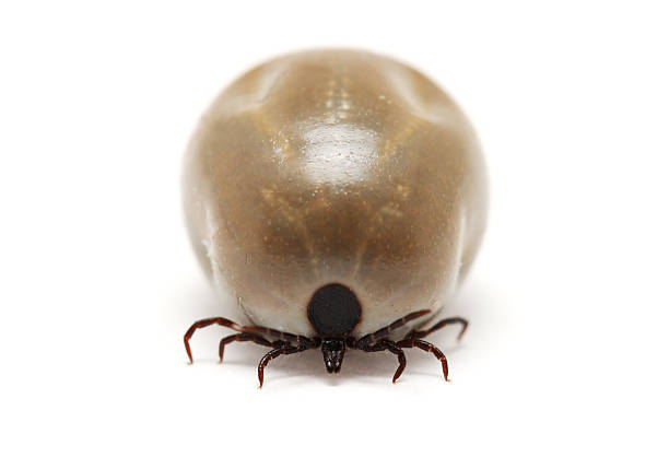Front view of fully fed tick on white background stock photo
