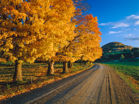 Country Road With Blazing Gold Sugar Maples West Barnet Vermont