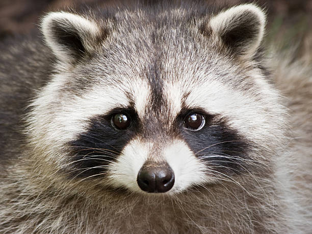 Close up of a cute raccoon face Raccoon Close-up raccoon stock pictures, royalty-free photos & images