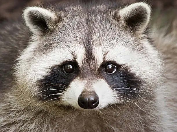 Photo of Close up of a cute raccoon face