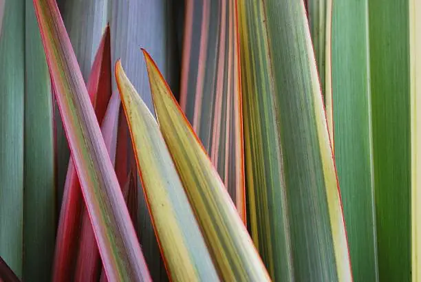 Photo of A close-up of the leaves of a harakeke
