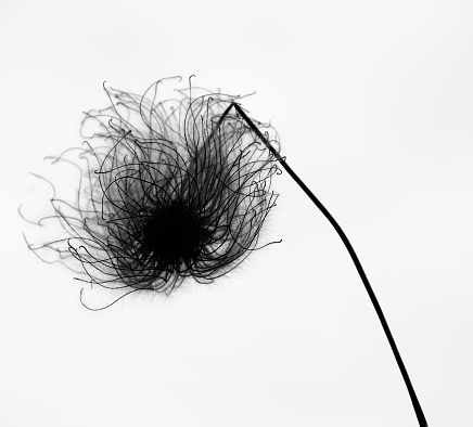 Withered clematis in seed - black and white