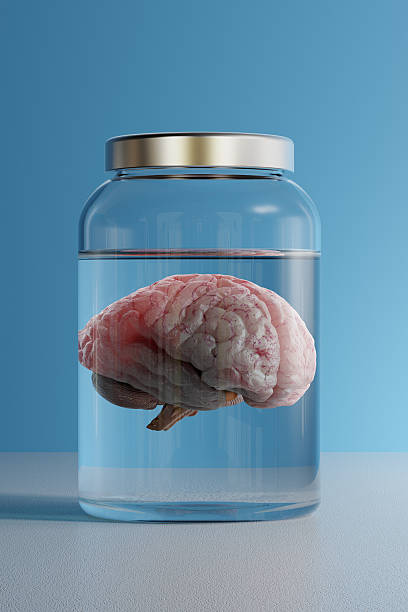 Brain in a Jar A brain in specimen jar against a blue background. Very high resolution 3D render. brain jar stock pictures, royalty-free photos & images