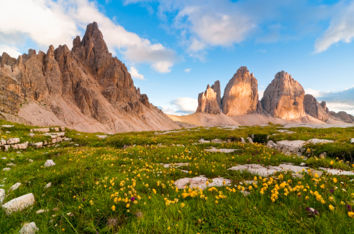 A meadow of yellow flowers until the Lavaredo Three Peaks and the Monte Paterno, the most famous Dolomite peaks (South Tyrol, Italy).