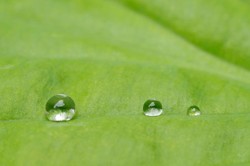 Macro image of three water drops on a green curved leaf. 