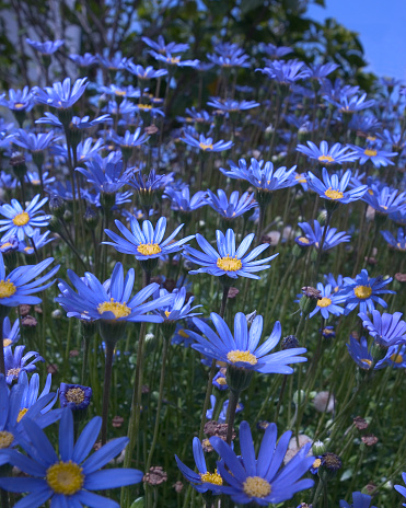 Flower bed of blue daisies.