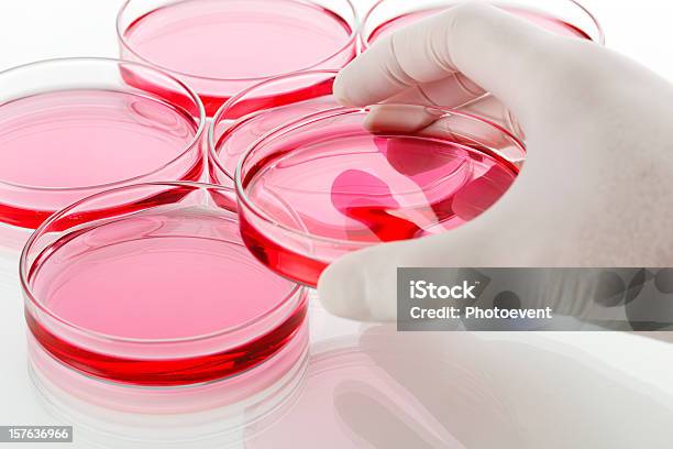 Foto de Disco De Petri e mais fotos de stock de Biologia - Biologia, Biotecnologia, Ciência