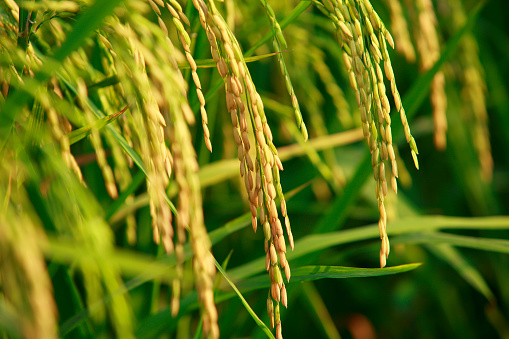 Green blades of grass and rice food with bokeh and blurred leaf background. Nature background pattern concept