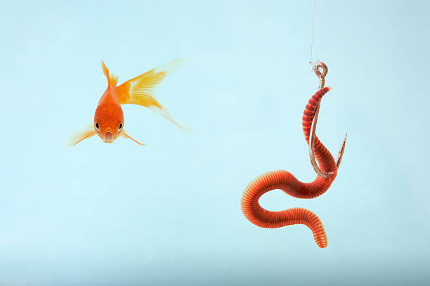 eupithecia goldfish - fishing bait - fotografias e filmes do acervo