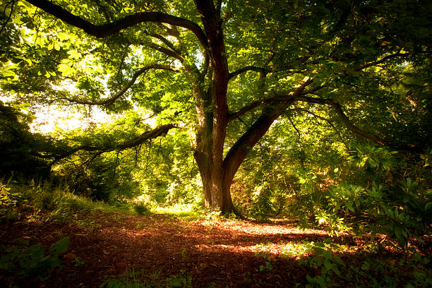 unter der chestnut tree - chestnut tree leaf sunlight tree stock-fotos und bilder