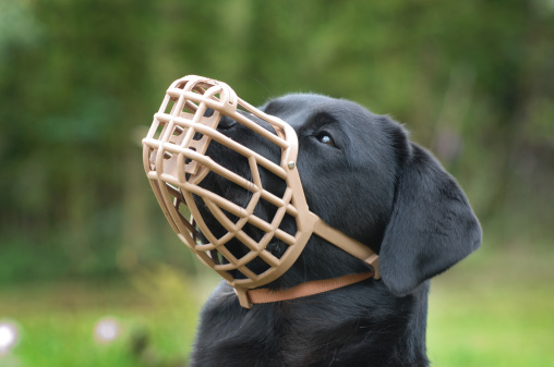 A black dog wearing a plastic muzzle outdoor