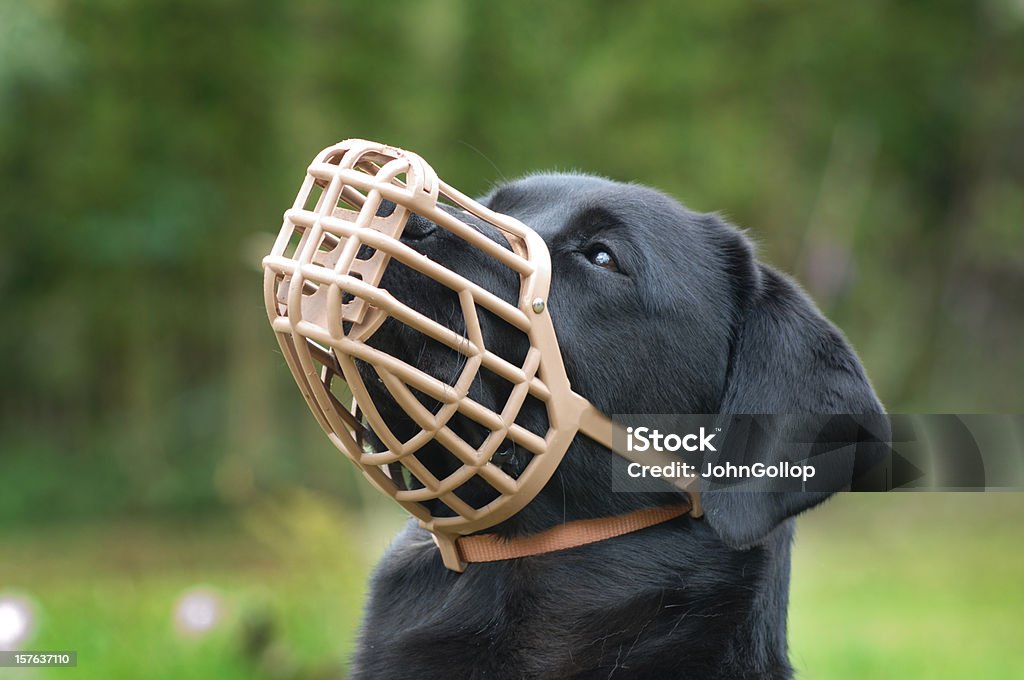 A black dog wearing a plastic muzzle outdoor A muzzled dog prevents the animal from biting, but in this case prevents the labrador from eating unwanted items. Snout Stock Photo