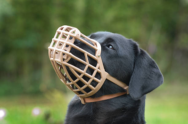 A black dog wearing a plastic muzzle outdoor A muzzled dog prevents the animal from biting, but in this case prevents the labrador from eating unwanted items. snout stock pictures, royalty-free photos & images