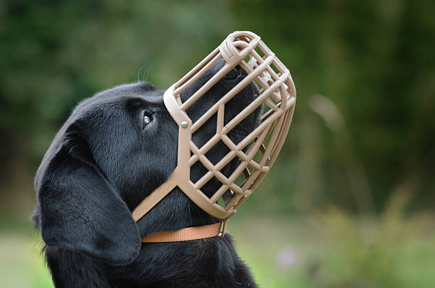 messa di cane - dog black labrador retriever animal nose foto e immagini stock