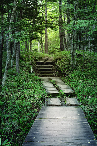istock Wooden footpath in green forest 157637115